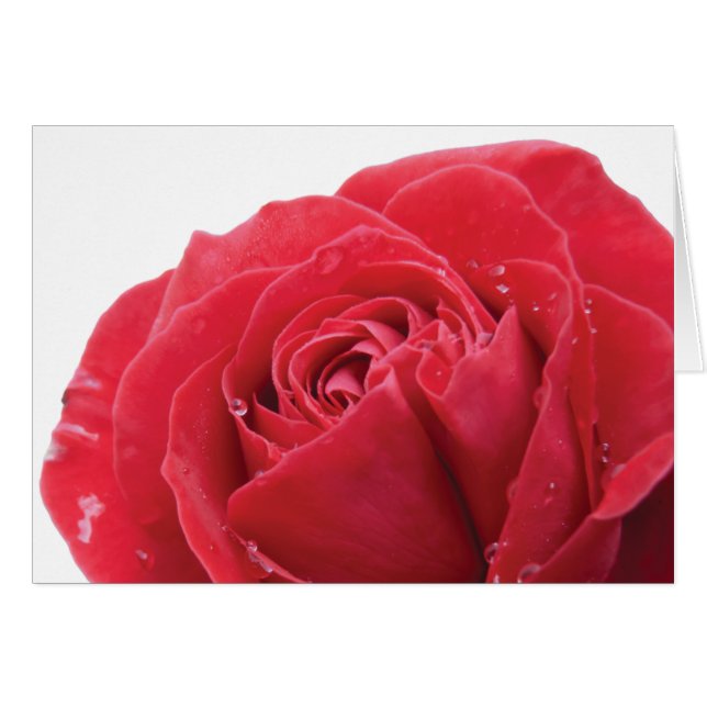Cartão Rosa vermelha com gotículas de água (Frente Horizontal)