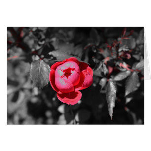 Cartão Rosa vermelha/cor isolada