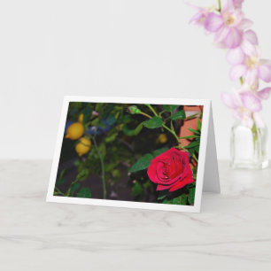 Cartão Rosa Vermelha e Limões