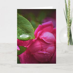 Cartão rosa vermelha e Raindrops, placa