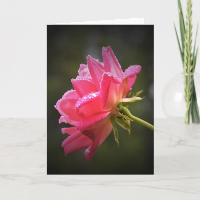 Cartão Rosa vermelha e Raindrops, placa (Frente)