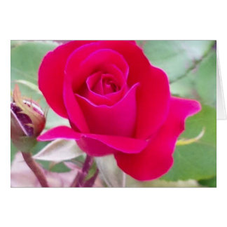 Cartão Rosa vermelha, Lafayette ocidental, Indiana