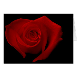 Cartão Rosa vermelha no preto