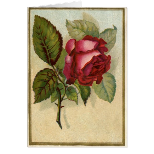 Cartão Rosa vermelha Vintage (Frente)