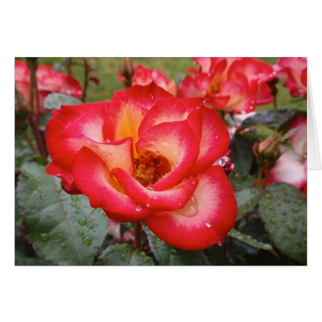 Cartão Rosa vermelho e branco (Frente Horizontal)