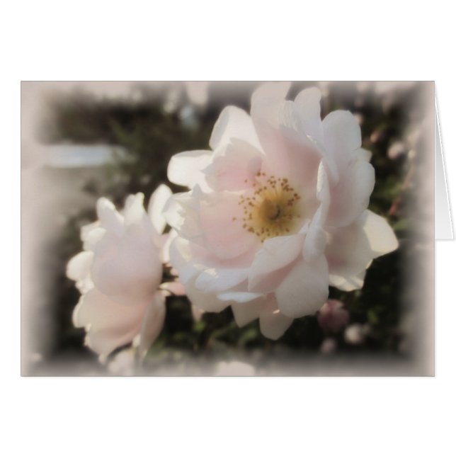 Cartão Rosas antigos e pálidos (Frente Horizontal)