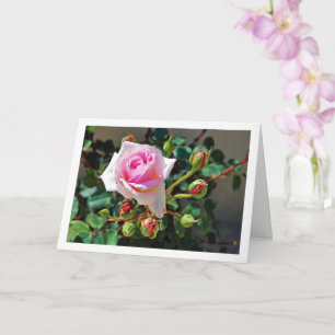 Cartão Rosas Cor-de-Rosa