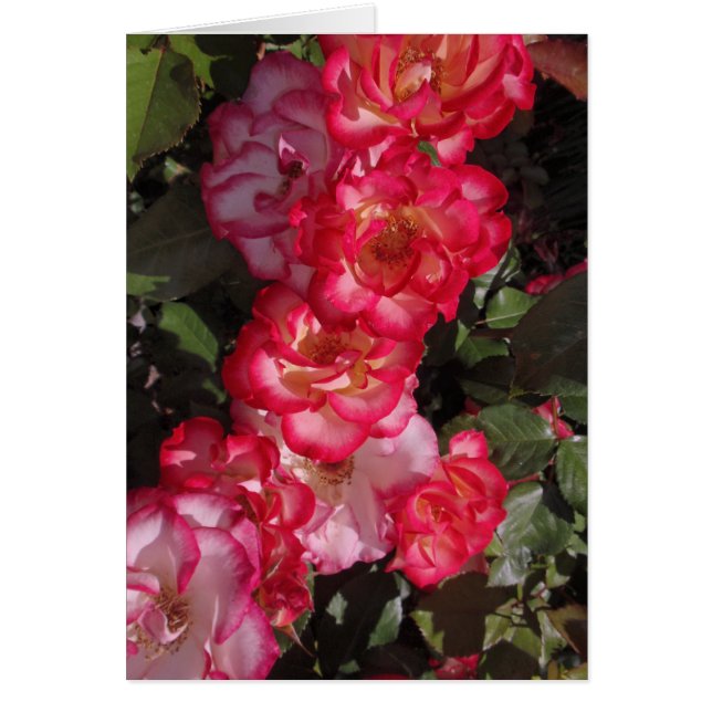 Cartão Rosas de Betty Boop (Frente)