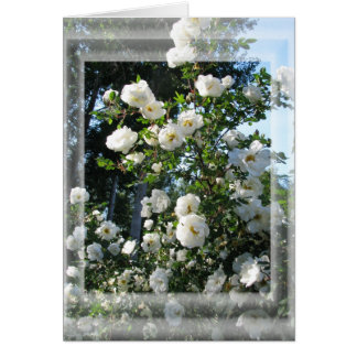 Cartão Rosas de Verão