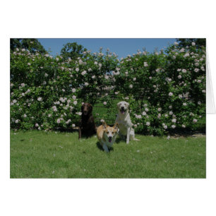 Cartão rosas e filhotes de cachorro