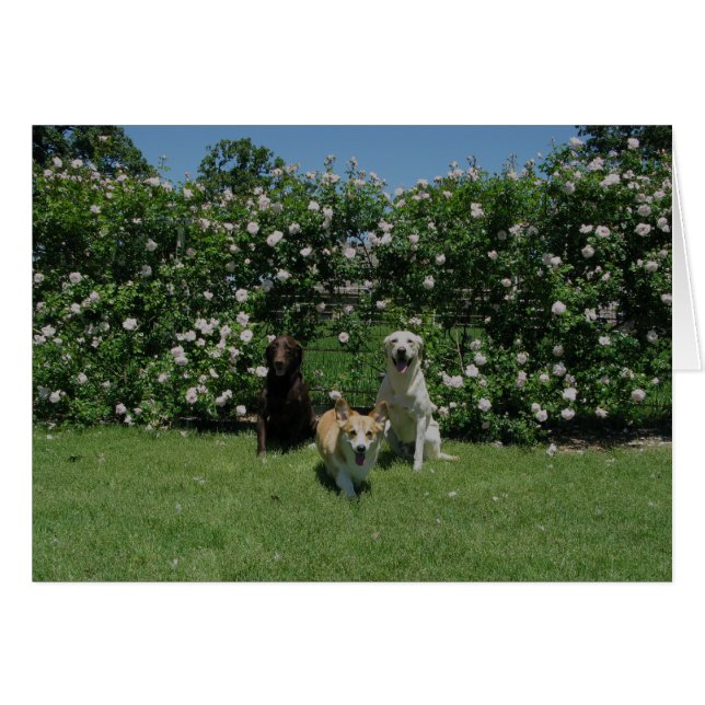 Cartão rosas e filhotes de cachorro (Frente Horizontal)