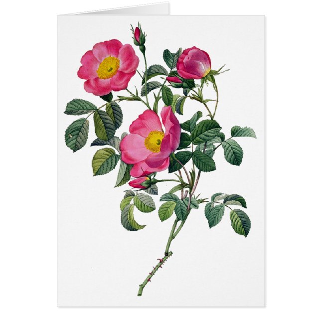 Cartão Rosas Pierre Joseph Redoute (Frente)