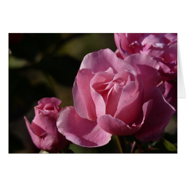Cartão rosas rosa (Frente Horizontal)
