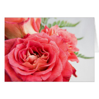 Cartão Rosas Rosa Velvety