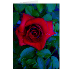 Cartão Rosas vermelhas com tons azuis