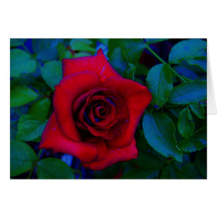 Cartão Rosas vermelhas com tons azuis