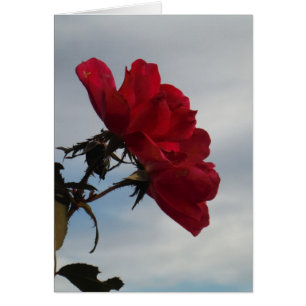 Cartão Rosas vermelhas contra o céu azul brilhante