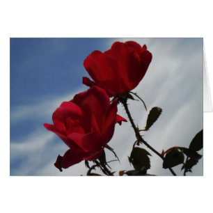 Cartão Rosas vermelhas contra o céu azul brilhante