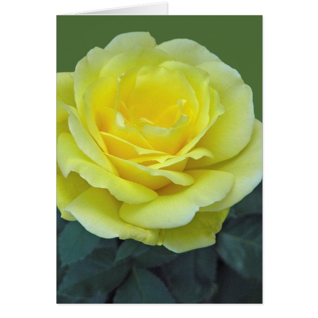 CARTÃO ROSE AMARELO, DE TEXAS? (Frente)