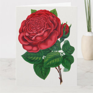 Cartão Rose Print Rochester Lithographing and Printing Co