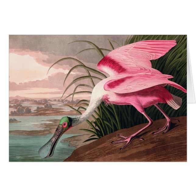 Cartão Roseate Spoonbill Audubon Bird Willife (Frente Horizontal)