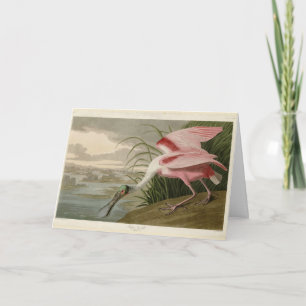 Cartão Roseate Spoonbill, das Aves da América de Audubon