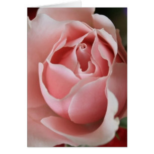 Cartão Rosebud cor-de-rosa