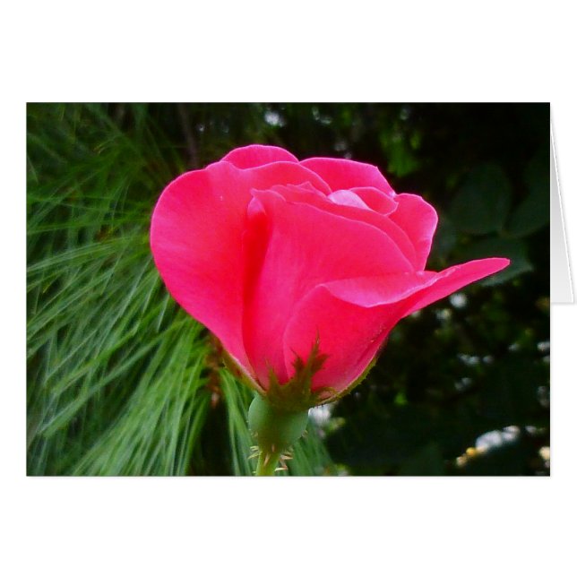 Cartão Rosebud on Green (Frente Horizontal)