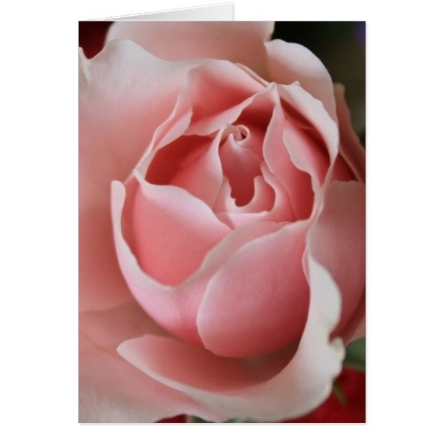 Cartão Rosebud Rosa (Frente)