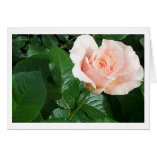 Cartão RoseCard