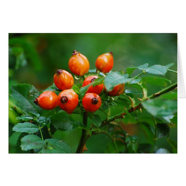 Cartão Rosehip após chuva 3 (Frente Horizontal)