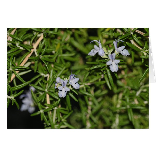 Cartão Rosemary in Bloom Flowering Herb Photo (Frente Horizontal)
