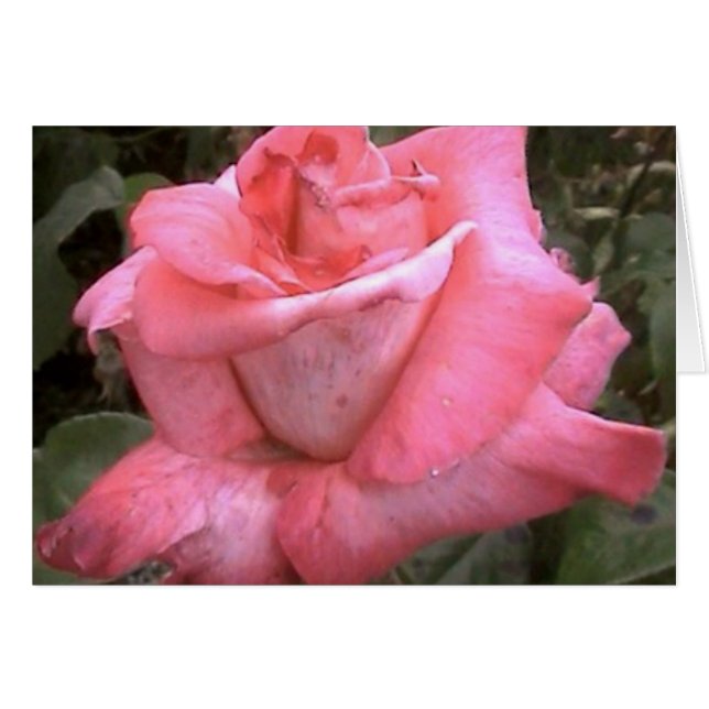 Cartão Rosey Pink (Frente Horizontal)