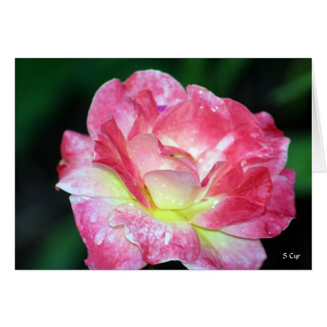 Cartão Rosey, S Cyr (Frente Horizontal)