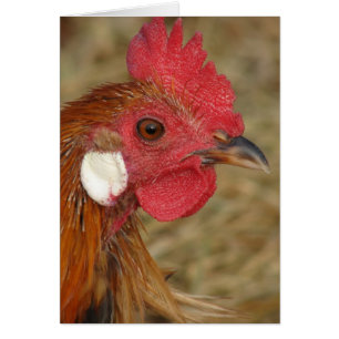 Cartão Roster Phoenix