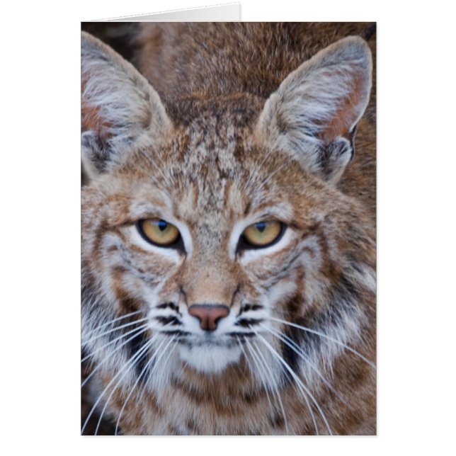Cartão Rosto Bobcat (Frente)