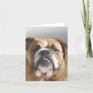 Cartão Rosto de Bulldog - Bulldog Inglês, Brown