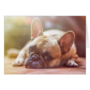 Cartão Rosto De Bulldog Francês Bonito, Deitado Para Baix