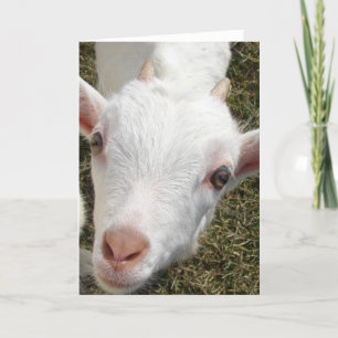 Cartão Rosto de Cabra