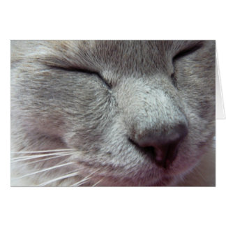 Cartão Rosto de gato