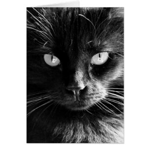 Cartão Rosto de Gato Negro, Olhos, Nariz, Barras de vazio