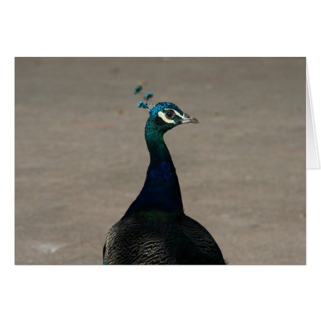 Cartão rosto de paz (Frente Horizontal)