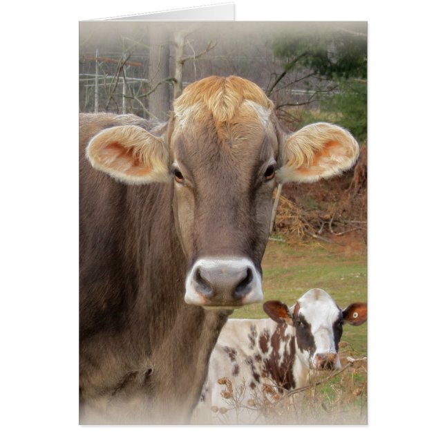 Cartão Rostos de Vaca (Frente)