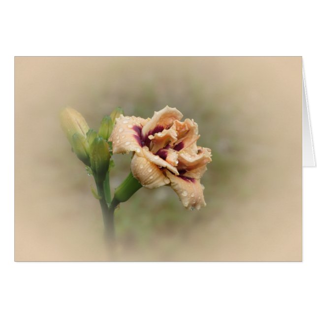 Cartão Roswita - Daylily (Frente Horizontal)