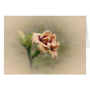 Cartão Roswitha - hemerocallis