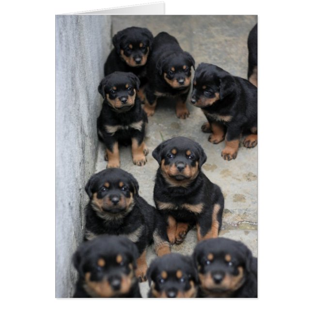 Cartão Rottweiler (Frente)