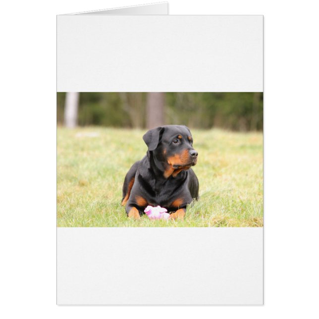 Cartão Rottweiler (Frente)