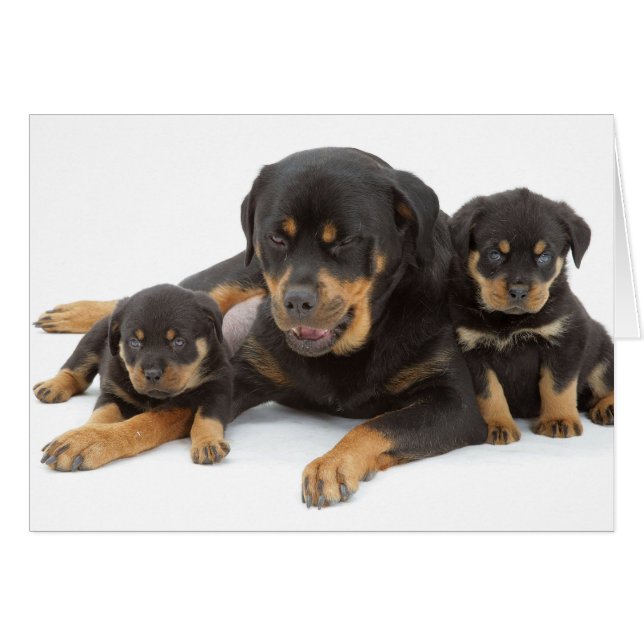 Cartão Rottweiler com dois filhotes de cachorro (Frente Horizontal)