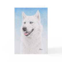 Rouco Siberian branco Eyed azul