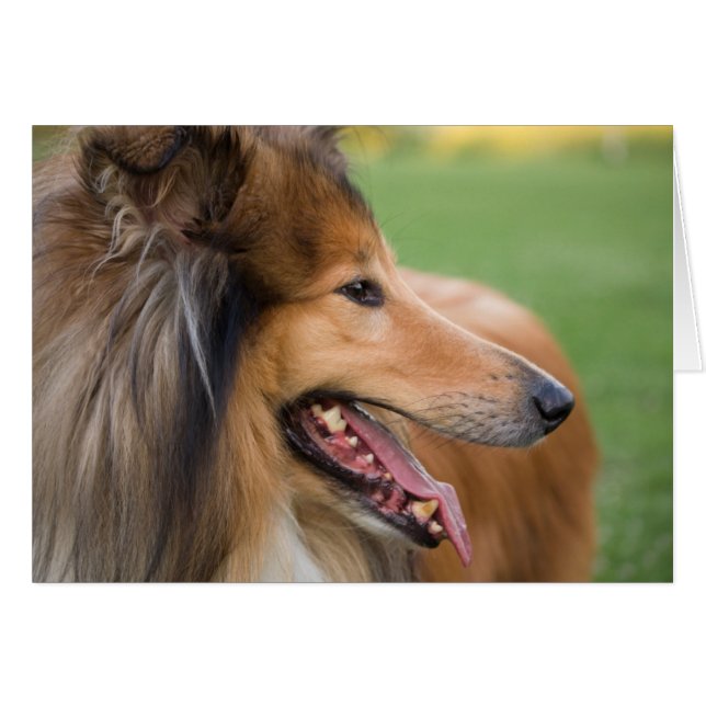 Cartão Rough Collie Face (Frente horizontal)
